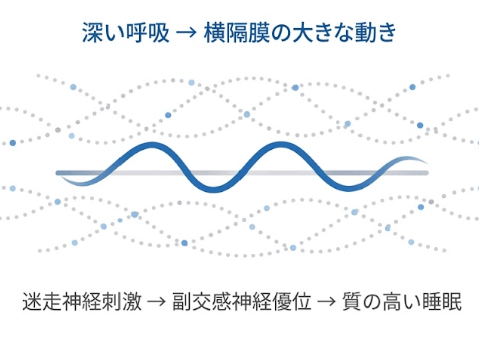 睡眠学の限界──睡眠の質を決めるのは環境ではなく、横隔膜が生む迷走神経刺激である