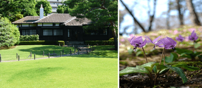 右：主屋と芝生地（昨年の様子）、左：カタクリの群生（昨年の様子）