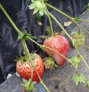 うどんこ病菌に感染したいちご