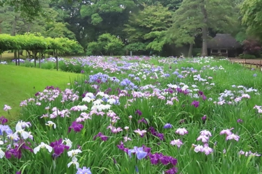 【小石川後楽園】初夏の彩り ハナショウブが見ごろを迎えたことをお知らせします