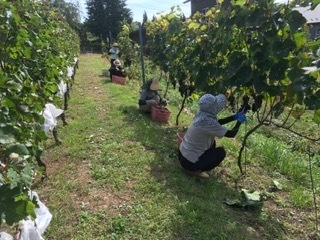 袋を外しています