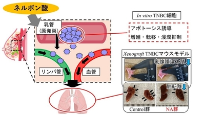 図3　難治性乳がんに対するネルボン酸のまとめ