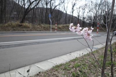 国道48号線沿いに植樹された「江戸彼岸桜」