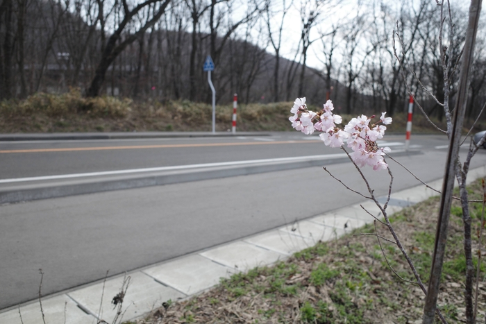 国道48号線沿いに植樹された「江戸彼岸桜」