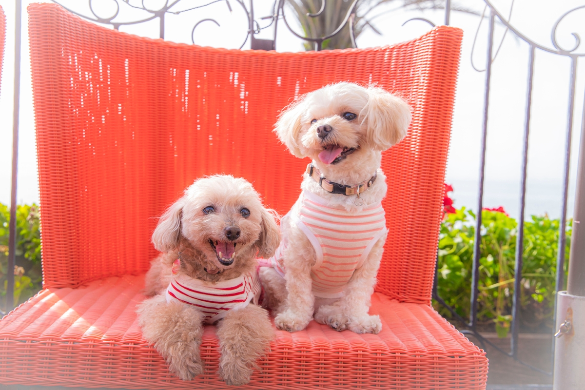 淡路島西海岸「ミエレ ザ ガーデン」 愛犬との思い出をカタチに残そう! 毎月1日と11日限定『わんわんの日キャンペーン』を6月1日よりスタート!