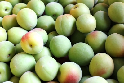 附属湯浅農場で栽培された南高梅