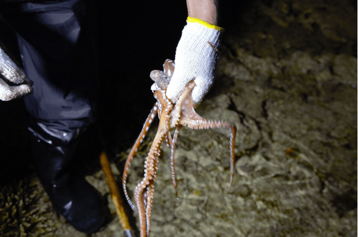 +3,000円/イザイ漁体験