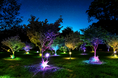 ミライの桜ライトアップ（イメージ）