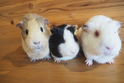 aNH6pKHjS2Jd32plDrCb.jpg?w=940&h=940