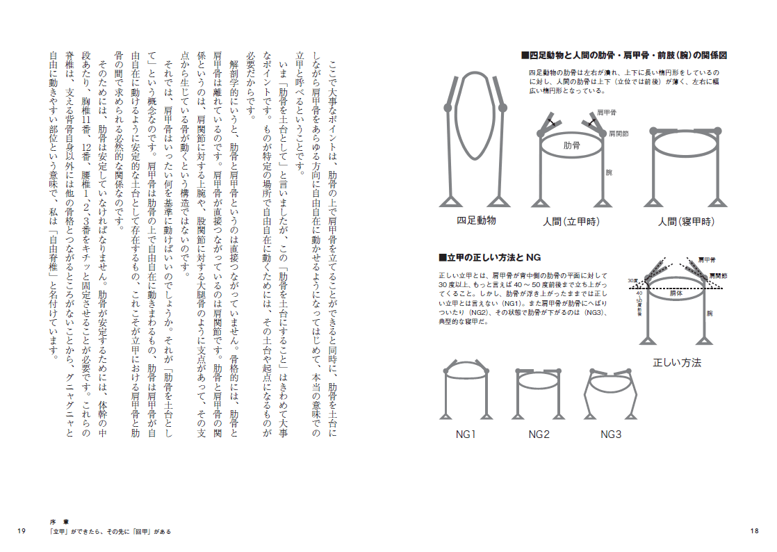 四足動物と人間の助骨・肩甲骨・前肢(腕)の関係図