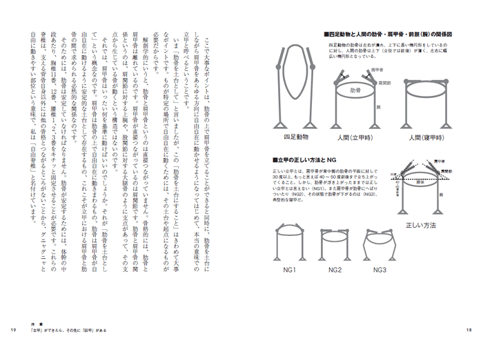 四足動物と人間の助骨・肩甲骨・前肢(腕)の関係図