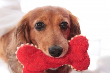 ワンちゃん用おもちゃプレゼントキャンペーン開催！兵庫・城崎温泉のリゾートホテルにて｜2025年12月19日まで