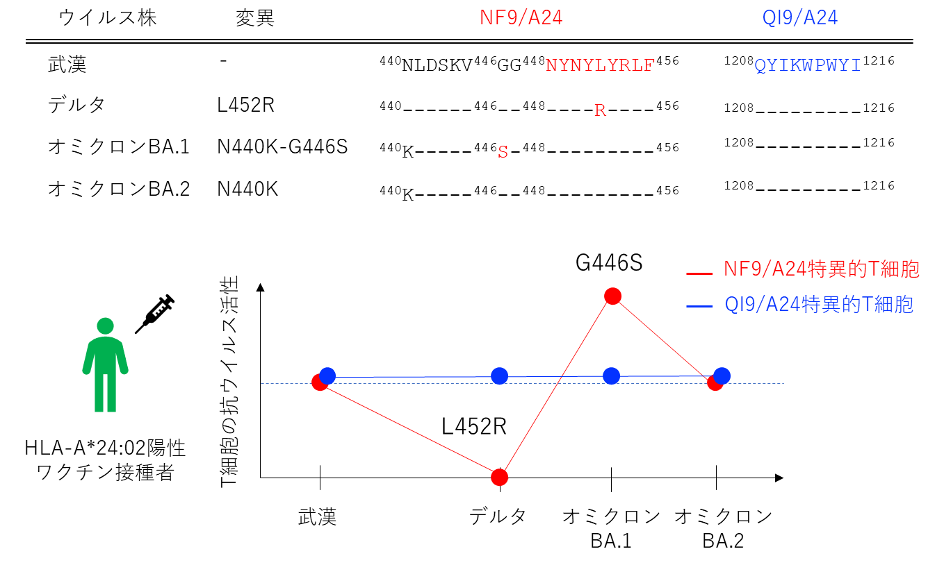 図3:T細胞の変異株に対する抗ウイルス活性NF9/A24特異的T細胞は変異株によって抗ウイルス活性が異なっていた