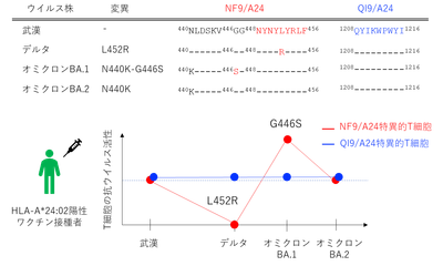 図3：T細胞の変異株に対する抗ウイルス活性NF9/A24特異的T細胞は変異株によって抗ウイルス活性が異なっていた