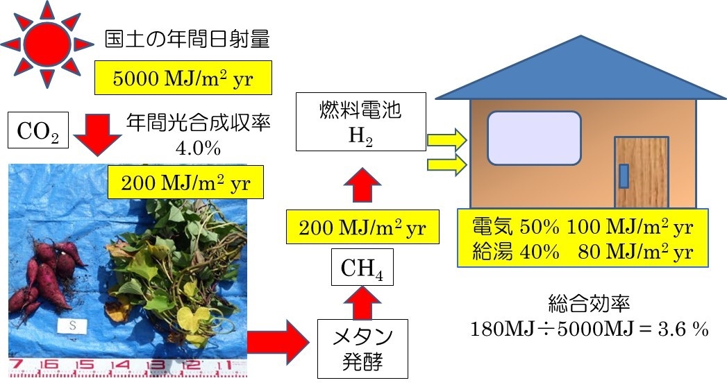 図2 本研究成果を用いてサツマイモを生産した場合の年間日射エネルギーの活用効率 (サツマイモの場合)日射エネルギー 100MJ ⇒ サツマイモ 4.0MJ ⇒メタン 4.0MJ ⇒ (水素)発電・給湯 3.6MJ (森林の場合)日射エネルギー 100MJ ⇒ 山林0.06MJ (森林統計値) ⇒ 木質バイオマス発電 0.018MJ 木を植えるよりもサツマイモを生産した方が200倍(3.6MJ÷0.018MJ)の効率 = 単位面積あたり200倍量のCO2を吸収 (MJ:メガジュール)