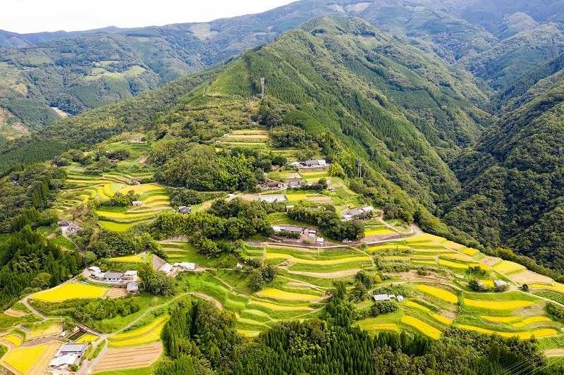 椎葉村の棚田