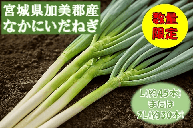 宮城県産 なかにいだねぎ(白ネギ)