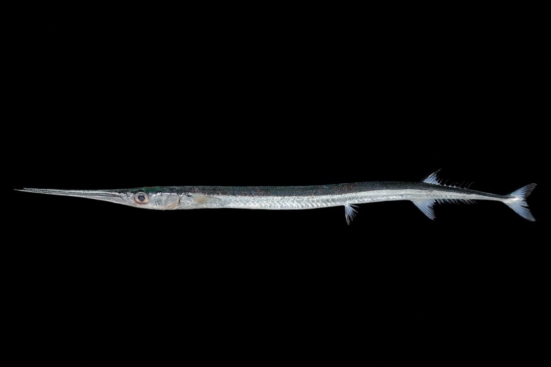 図2.ベヨネース列岩産のヒメダツ(栗岩 薫氏撮影)