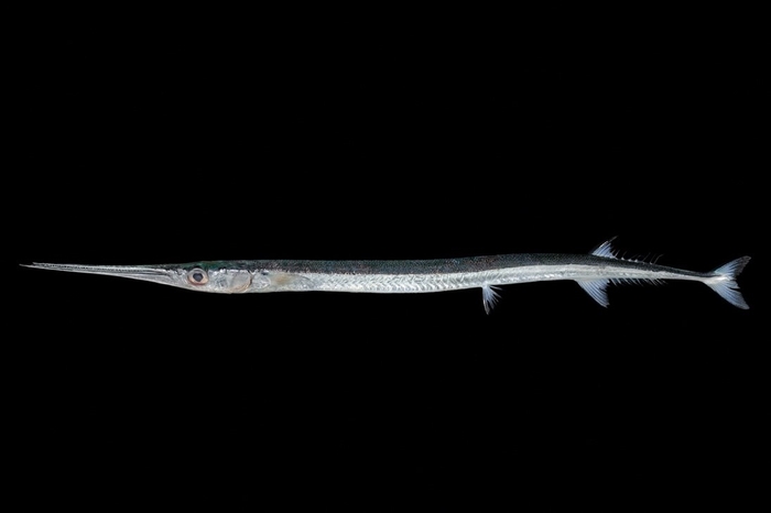 図2.ベヨネース列岩産のヒメダツ(栗岩 薫氏撮影)