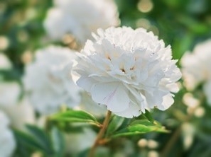 aZwebP3rvy13DdQG6aEL.jpg?w=940&h=940