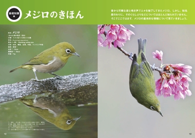 メジロのきほん