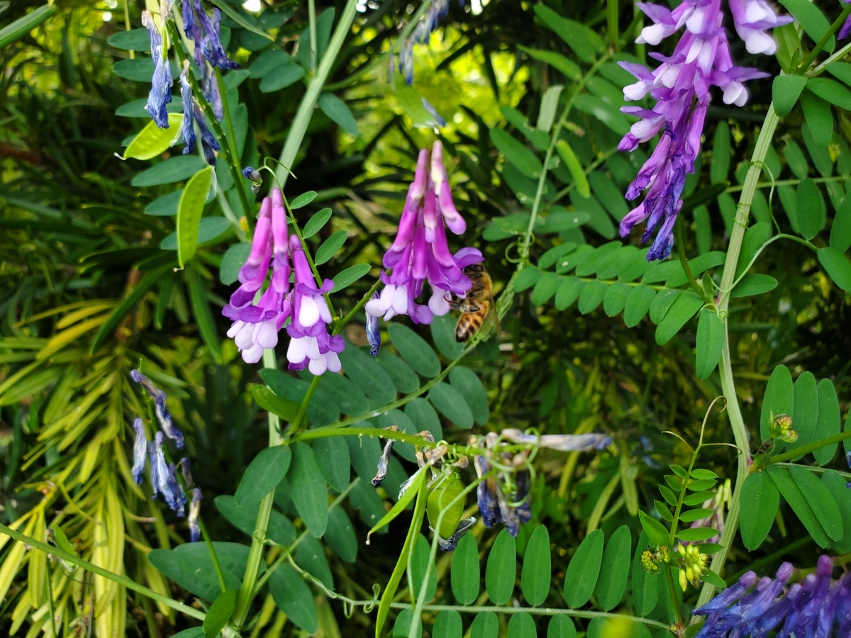 同一地域でも季節の移ろいと共に変わる蜂蜜の色と味わい 今年4~6月に奈良県で採れたあかしあ、ヘアリーベッチ蜂蜜など6種類 蜂蜜専門店ミールミィなどで、6月28日より販売開始
