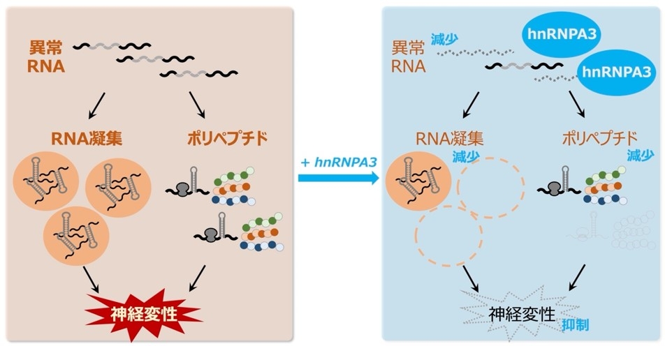 異常なRNAが原因で起こるALS/FTDに対し、異常RNAの量を減少させて治療効果を発揮するタンパク質群を発見した