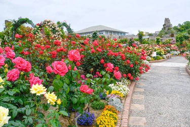 バラが見ごろを迎えています 「70thローズフェスティバル」を５月２５日(日)まで開催中