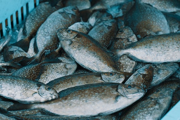 ⑤水揚げされたアイゴ