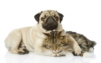 aq4WmkGDebdqidT8ILqC.jpg?w=940&h=940