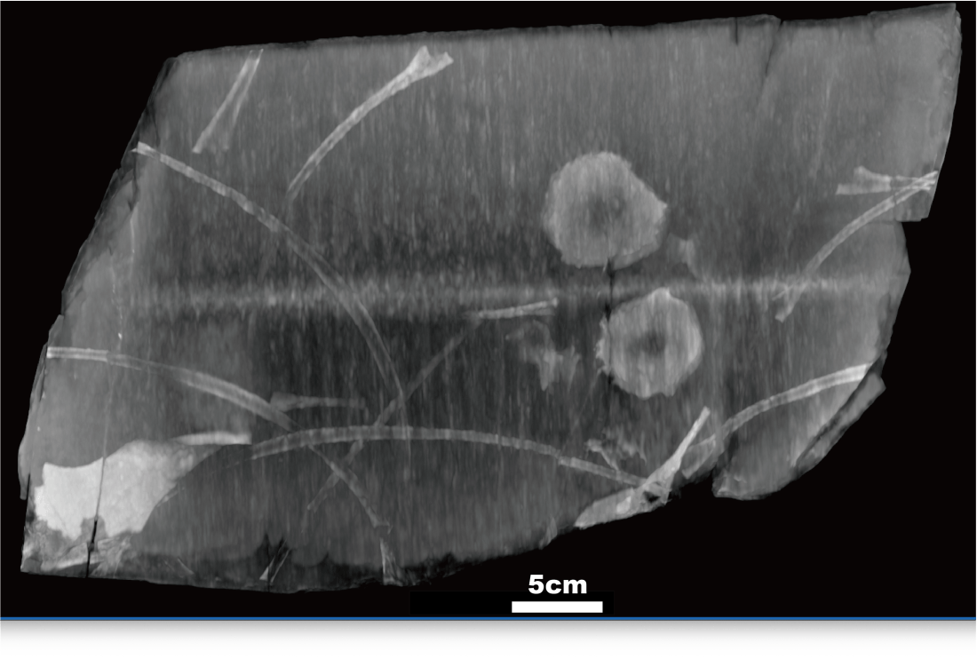 エックス線CTによる化石岩塊の断層画像(提供:福井県立大学・福井大学医学部)