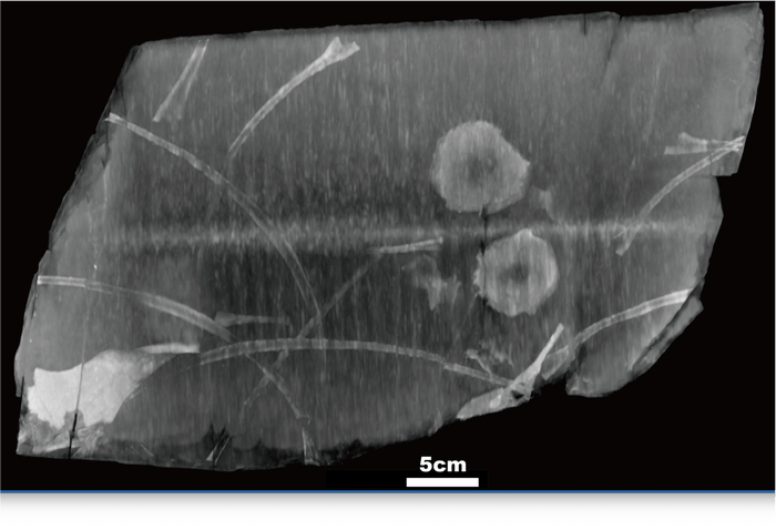 エックス線CTによる化石岩塊の断層画像(提供:福井県立大学・福井大学医学部)