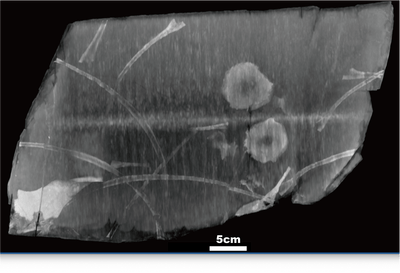 エックス線CTによる化石岩塊の断層画像（提供：福井県立大学・福井大学医学部）
