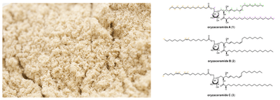 米糠（左）と、米糠から発見した新規のアシル化グルコシルセラミド3種の化学構造（右）