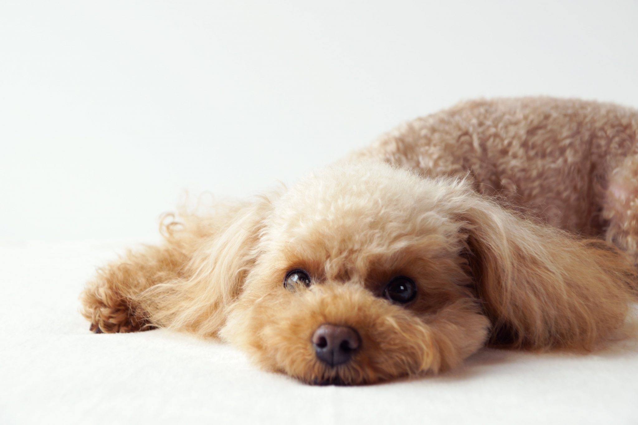 トイ・プードルに多いトラブルとそれぞれの対策方法をご紹介します!