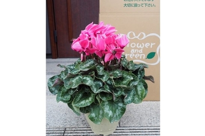 神奈川県産”シクラメン”