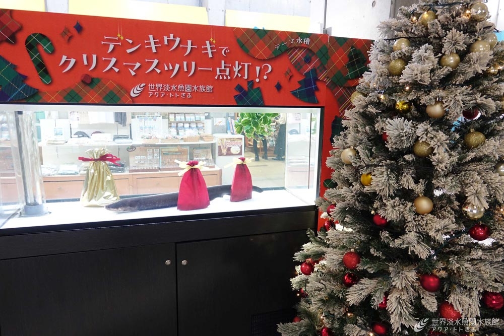 デンキウナギでクリスマスツリーが光る！？