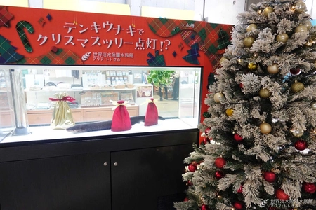 デンキウナギでクリスマスツリーが光る！？