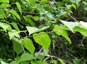 b16hfAjFxJBjyWVjmJeb.jpg?w=940&h=940