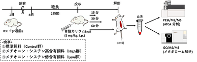 図1 動物実験の流れ