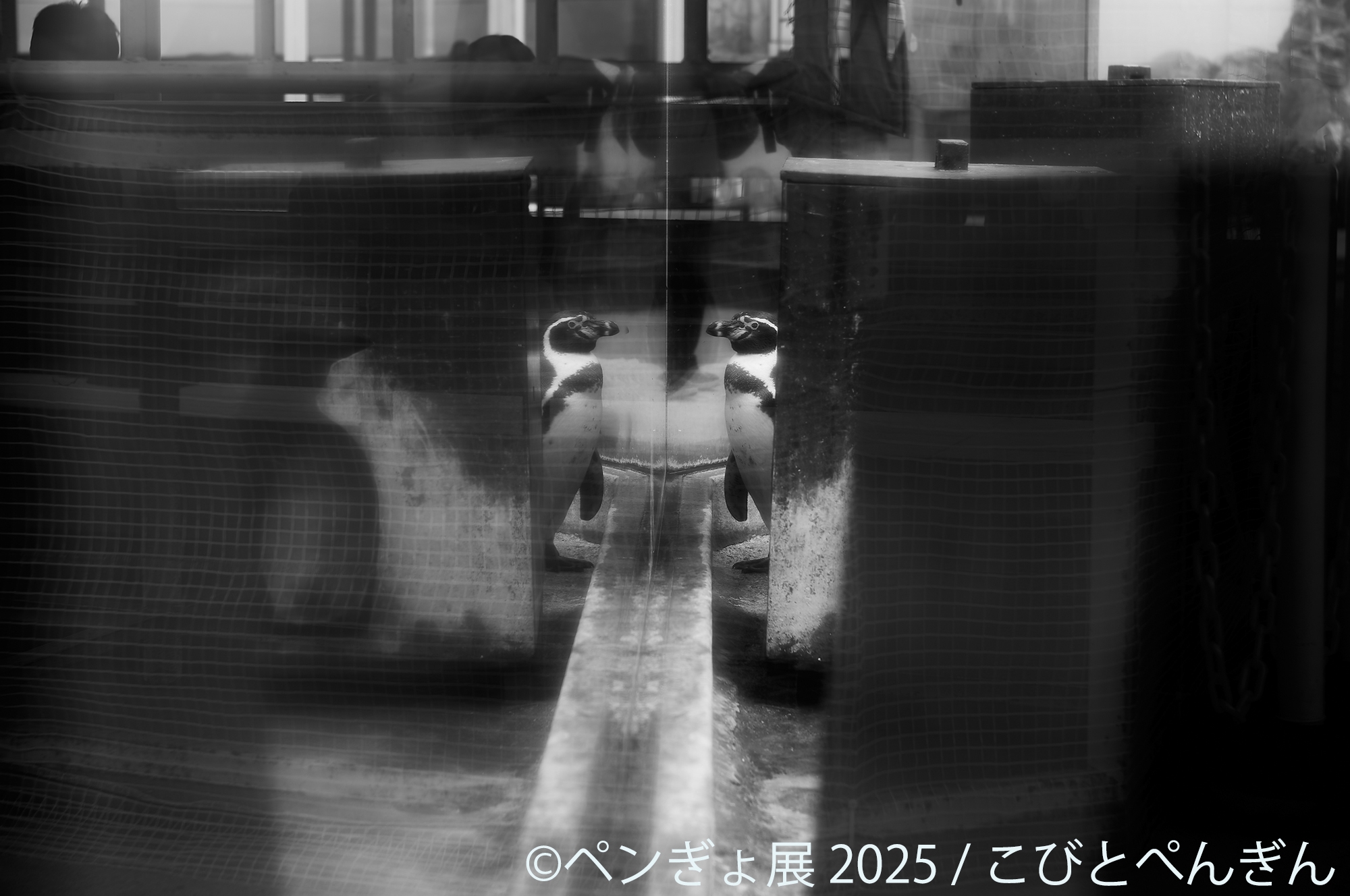 ペンギン 展示作品:こびとぺんぎん