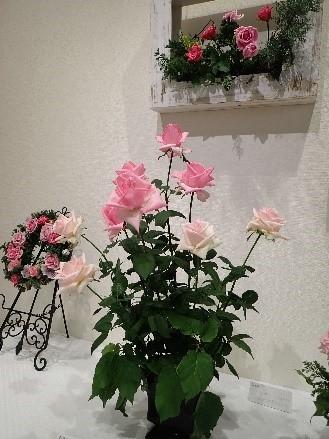 秋のバラ展(過去の様子)