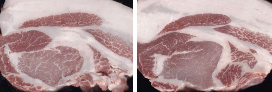 アミノ酸比率法で肥育した三元豚(左)、通常配合飼料で肥育した三元豚(右)(写真提供:独立行政法人家畜改良センター)