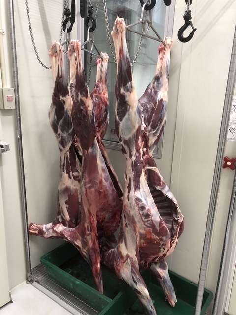 毎日捕獲される猪