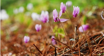 六甲高山植物園 原種シクラメン500株の群落 「原種シクラメン展」開催