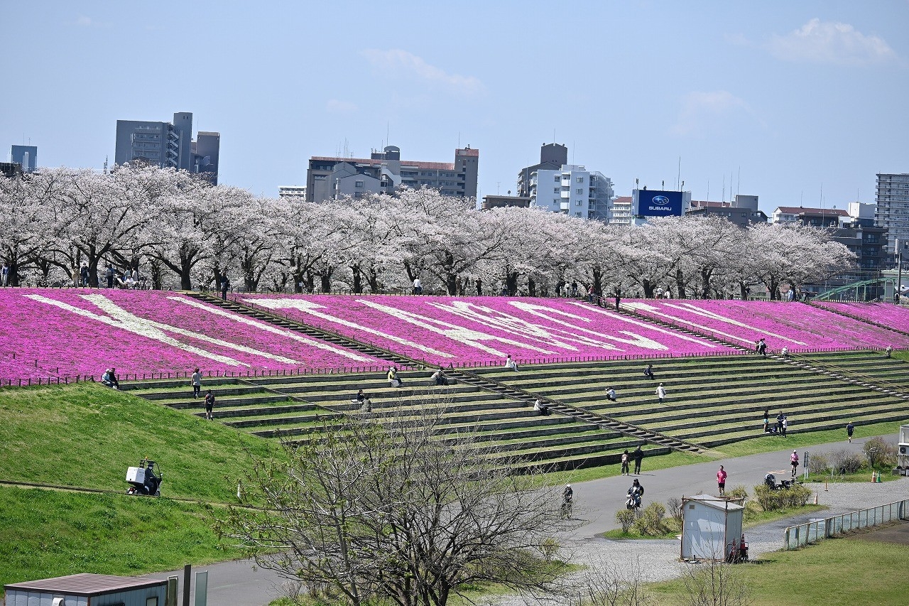 芝桜が華やかに北の玄関口を彩る
