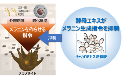 酵母エキスがメラニン生成指令を抑制するイメージ