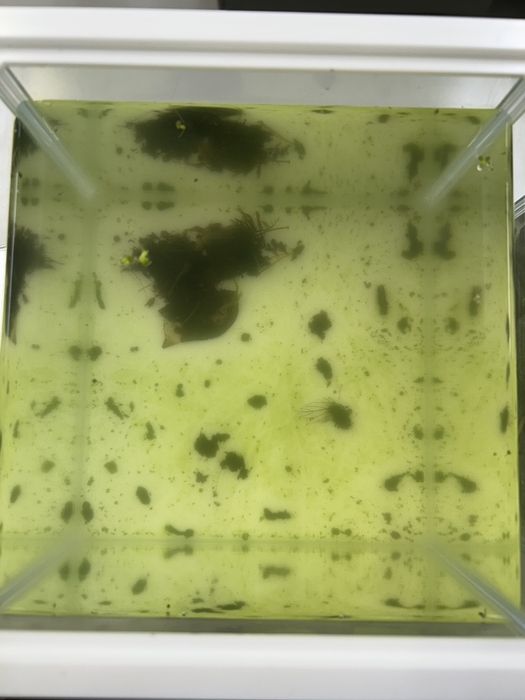 緑色の濁りが発生