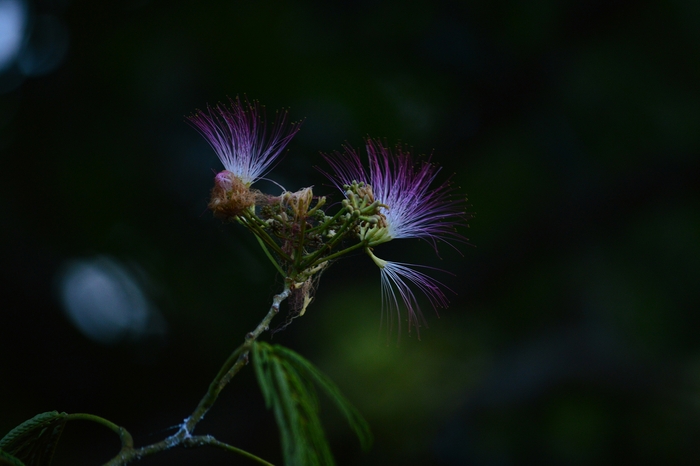 夕方から夜にかけて咲く、幻想的なネムノキの花