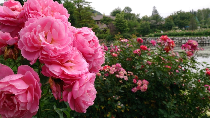 ●ローズシーズン期間6月~7月